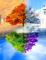 Без бренда «Четыре сезона одного дерева» в Волгограде