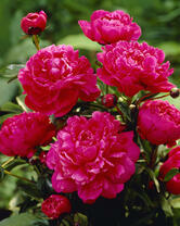 Без бренда «2KMB-4036» в Волгограде