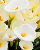 Без бренда «Белые каллы» в Волгограде