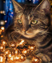 Без бренда «2KXSB-0678» в Волгограде