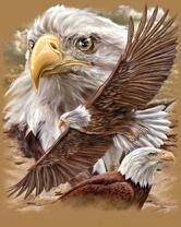 Без бренда «Коробка 20 шт: Орёл крупным планом» в Волгограде