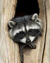 Без бренда «Енот в дупле» в Волгограде