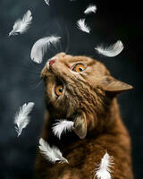 Без бренда «Кот среди перышек» в Волгограде