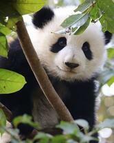 Большая пушистая панда