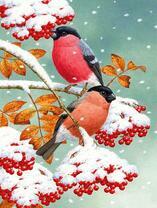 Два снегиря на заснеженной рябине