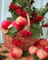 Без бренда «Плетёная корзина с калиной и яблоками» в Волгограде в интернет-магазине  Без бренда «Плетёная корзина с калиной и яблоками» в Волгограде