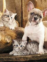 Без бренда «Милый щенок французского бульдога и два котёнка» в Волгограде в интернет-магазине  Без бренда «Милый щенок французского бульдога и два котёнка» в Волгограде