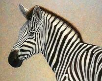 Зебра с короткой гривой