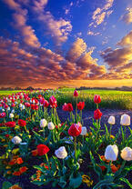 Без бренда «Поле тюльпанов под облачным небом» в Волгограде